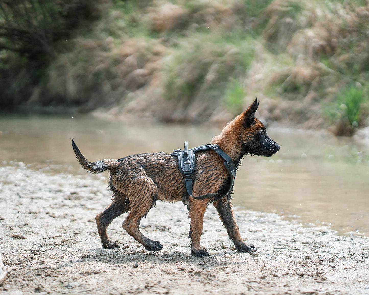 Ramble harness - hundesele