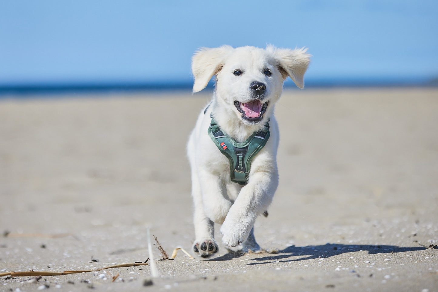 Ramble harness - hundesele