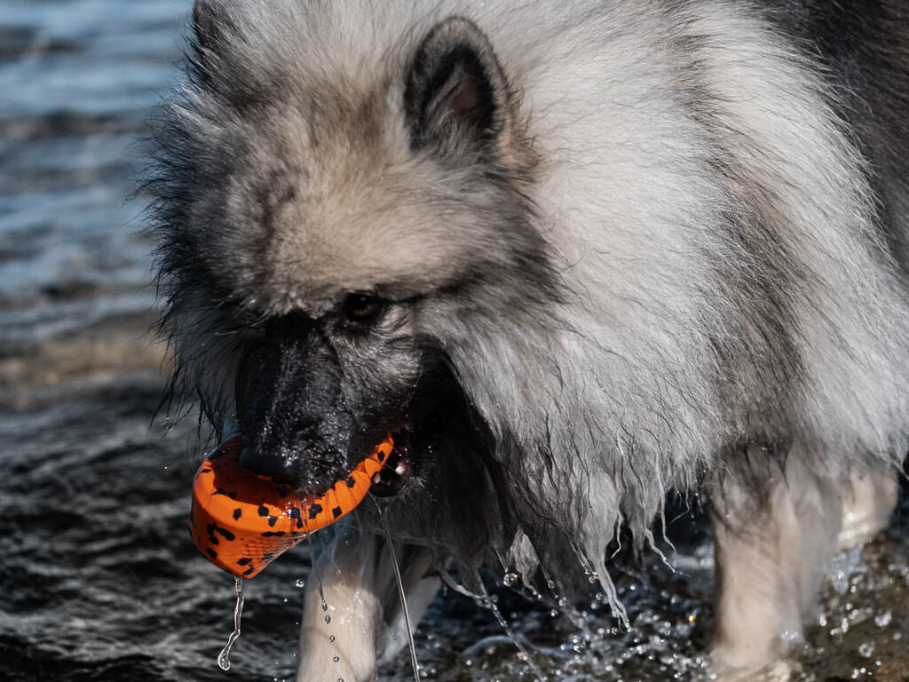 Hund bærer Dog Throw Toy fra Non-stop Dogwear i vandet