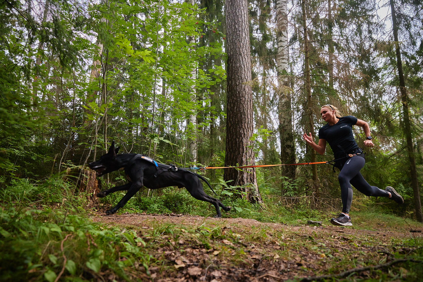 Bungee Leash - hundesnor af elastik