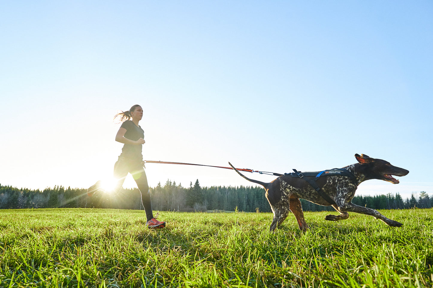 Bungee Leash - hundesnor af elastik