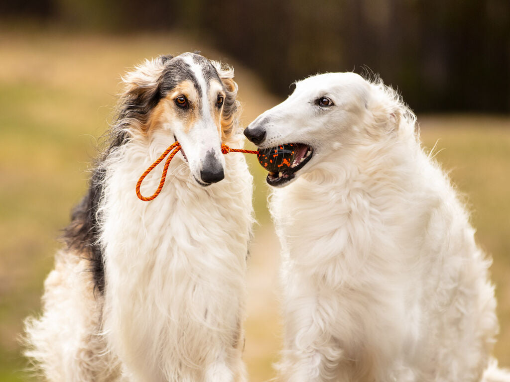 To hunde leger med Dog Ball on Rope fra Non-stop Dogwear