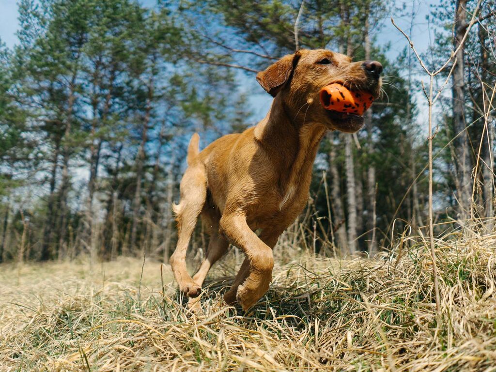 Hund løber med Dog Throw Toy i munden i skovområde