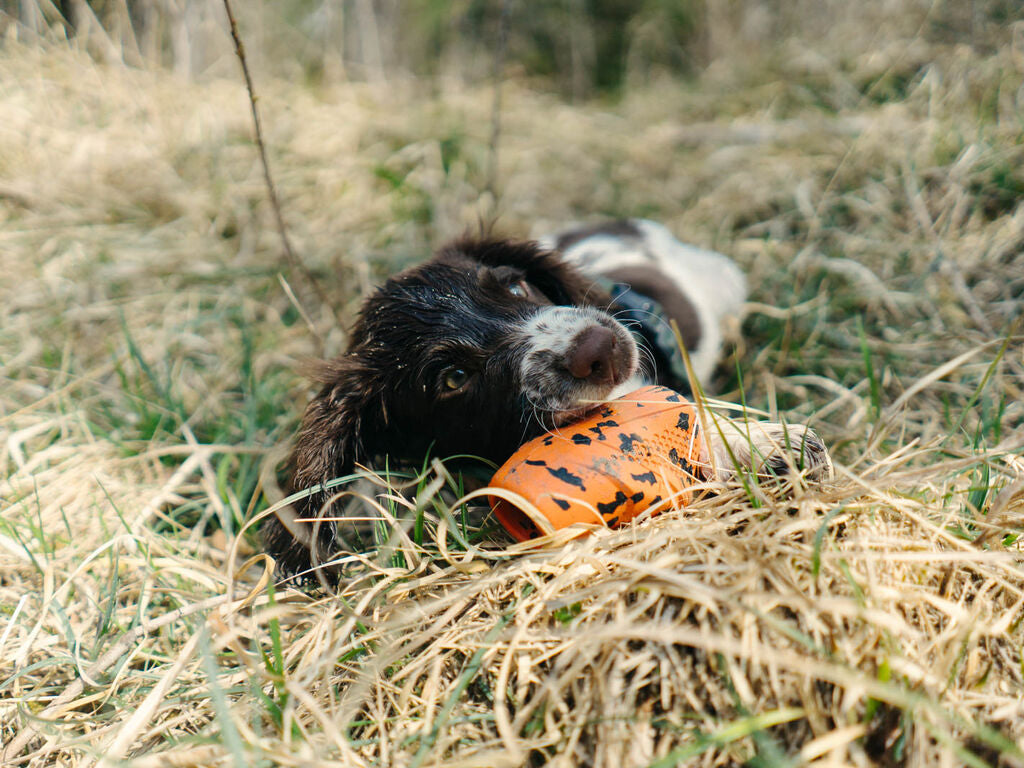 Hvalp ligger i græs og leger med Dog Throw Toy fra Non-stop Dogwear