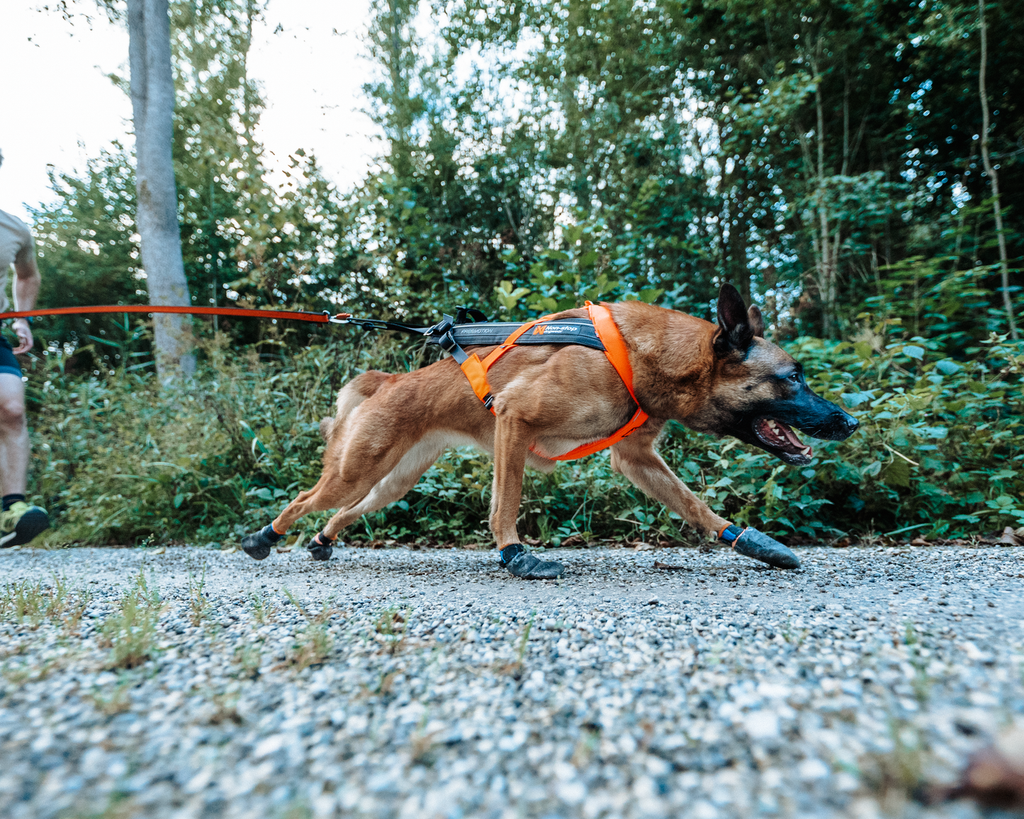 Non-Stop Sele Fremotion 5.0 - løbesele til hund