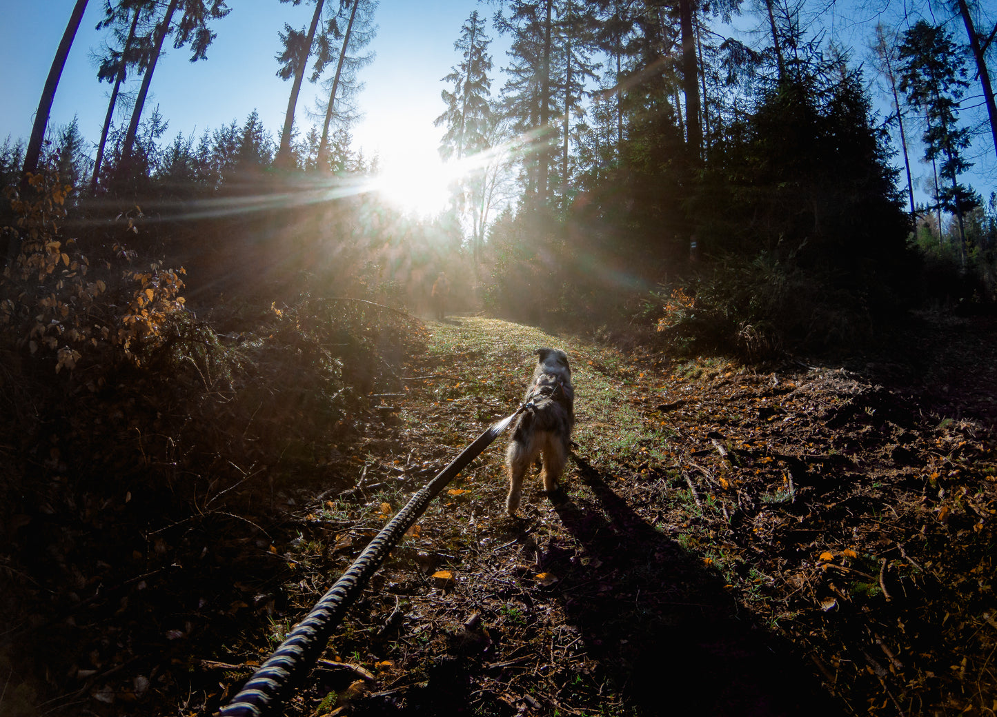 Touring bungee leash - hundesnor med elastik