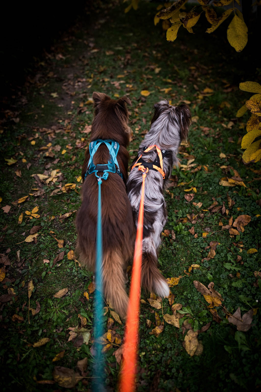 Rush harness - løbe/gå hundesele