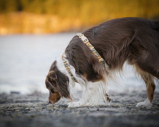 Y-sele hund