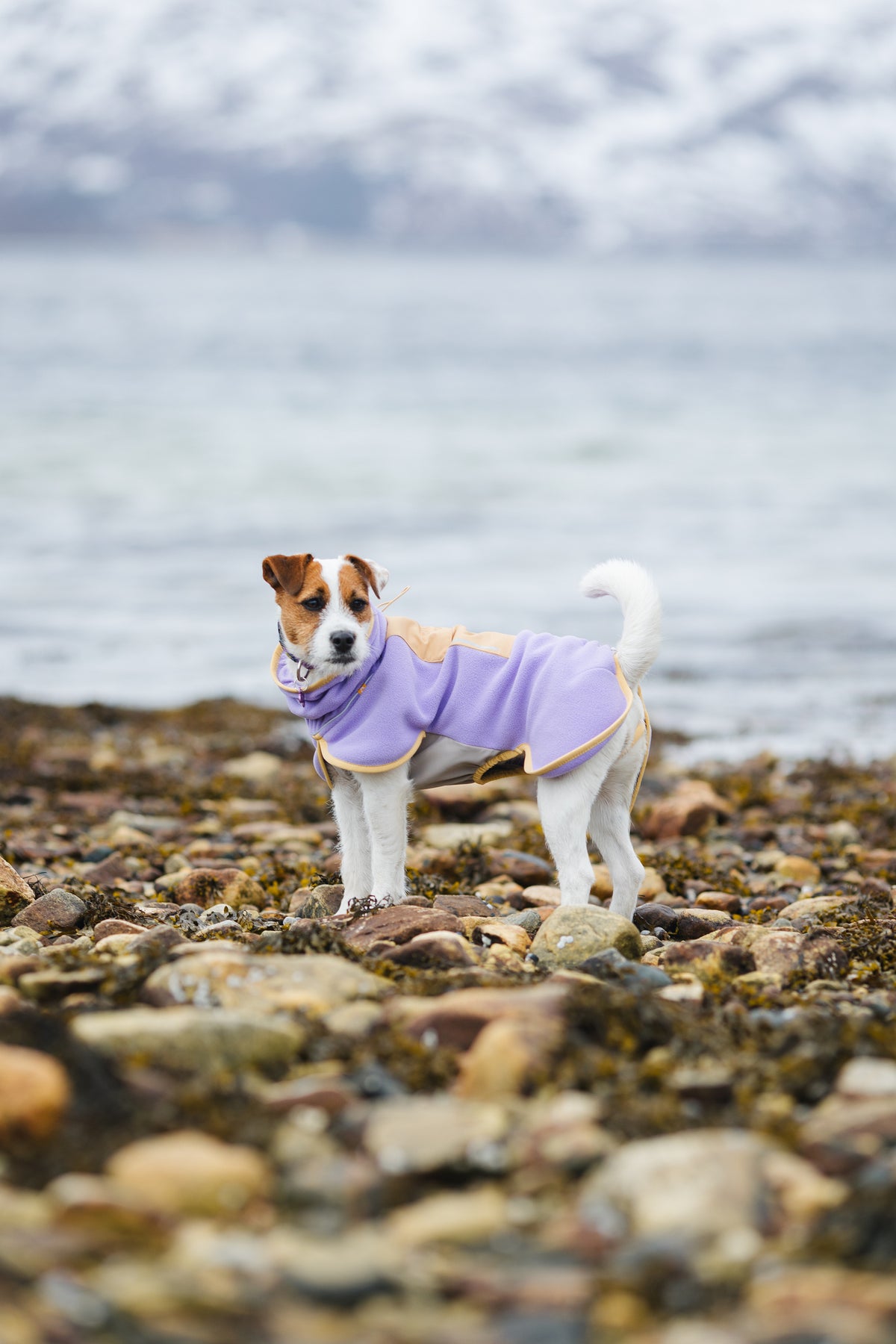Alpha 360 Fleece Pullover – Lavender/Sand