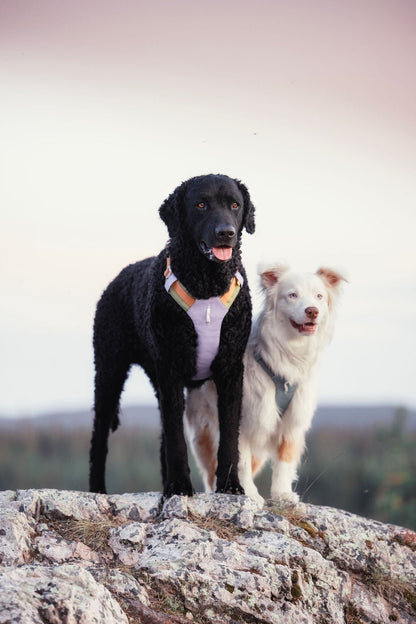 Alpha 360 hundesele Lavender