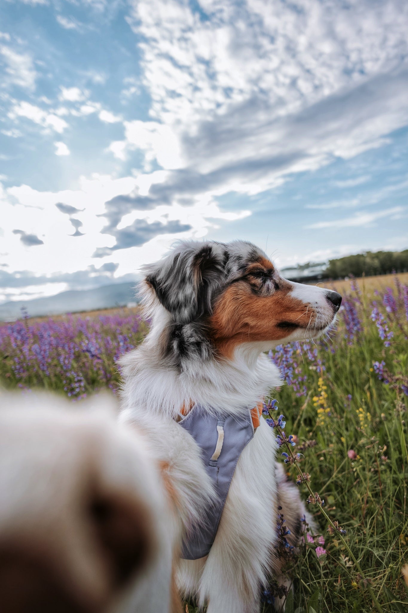 Alpha 360 hundesele Lavender