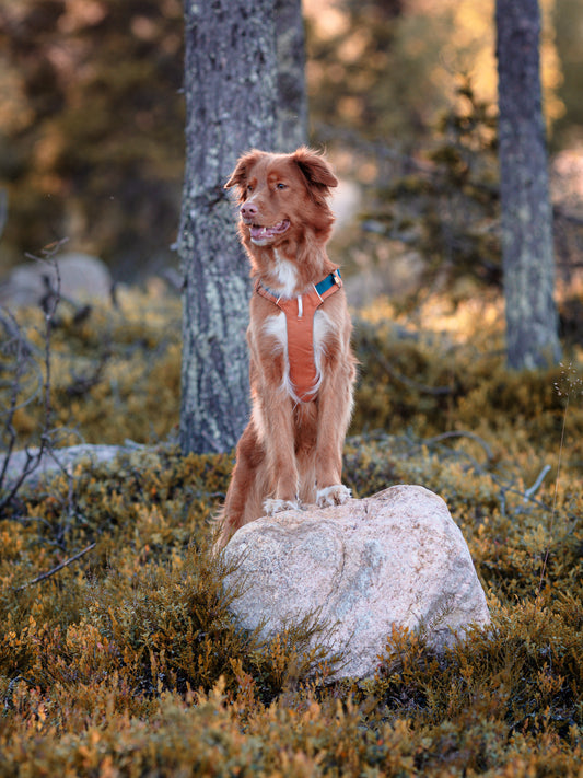 Alpha 360 hundesele Terracotta Mix