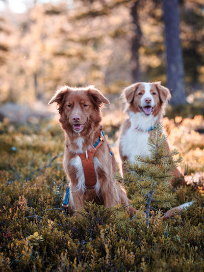 Alpha 360 hundesele Terracotta Mix