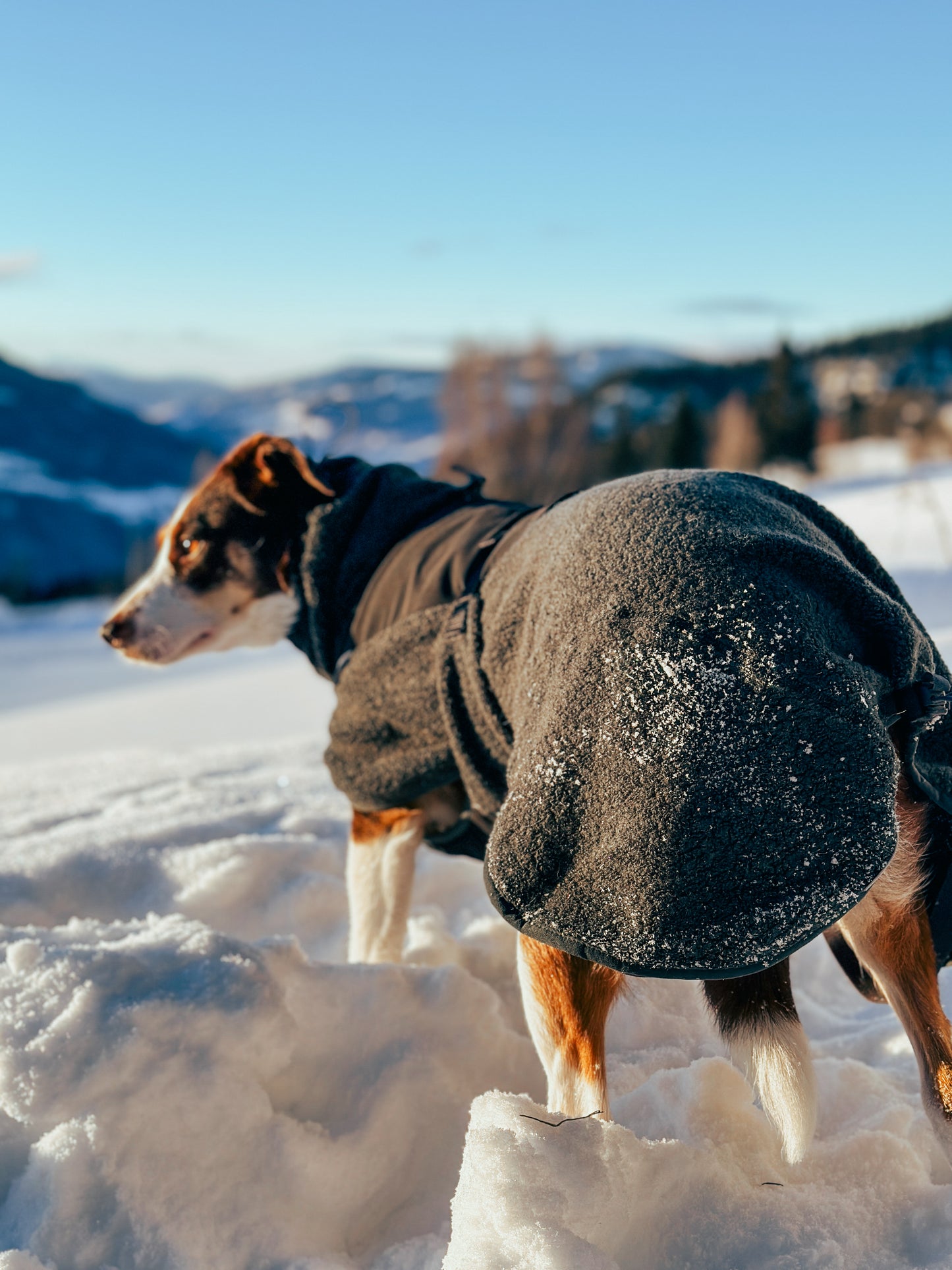 Wool dog jacket