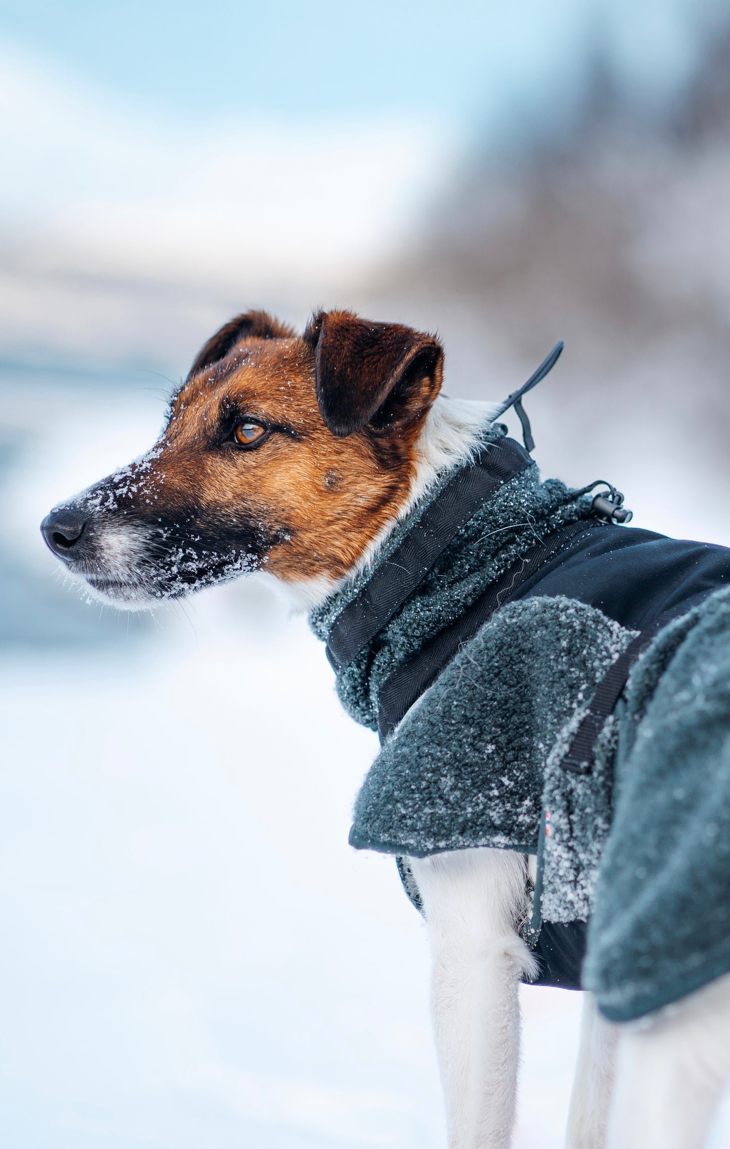 Wool dog jacket