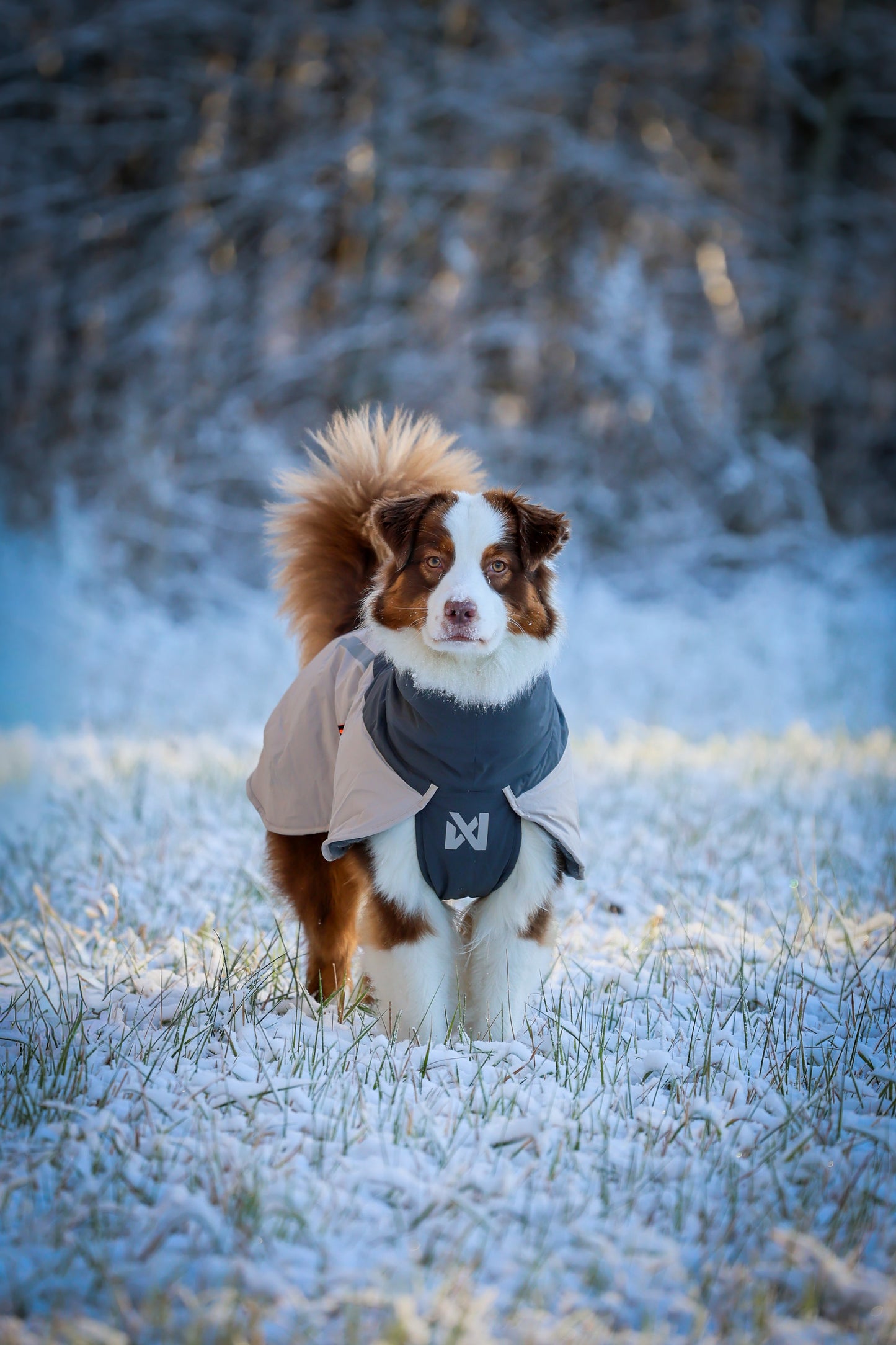 Glacier Wool Jacket 3.0 –  vinterjakke til aktive hunde