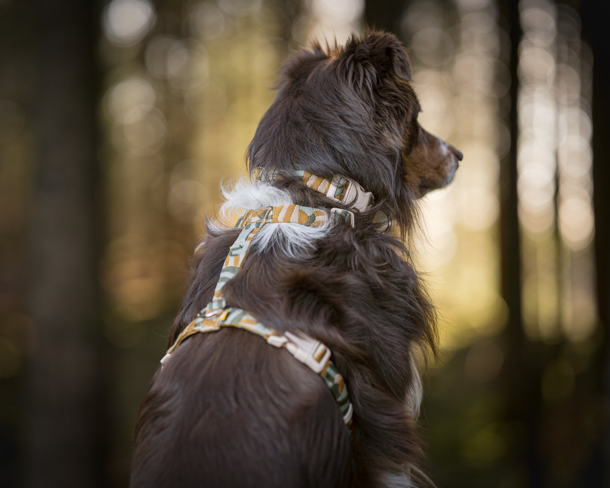 Hund med Cloudbeam haldbånd og sele, den sidder med ryggen til ude i skoven.