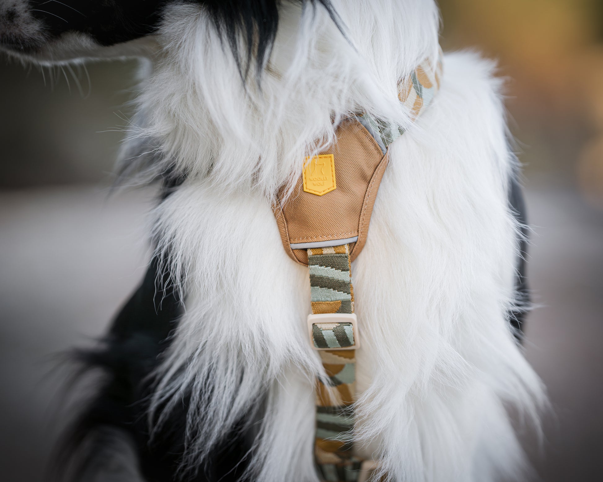 Hund med Cloudbeaam sele fra woollywolf set forfra