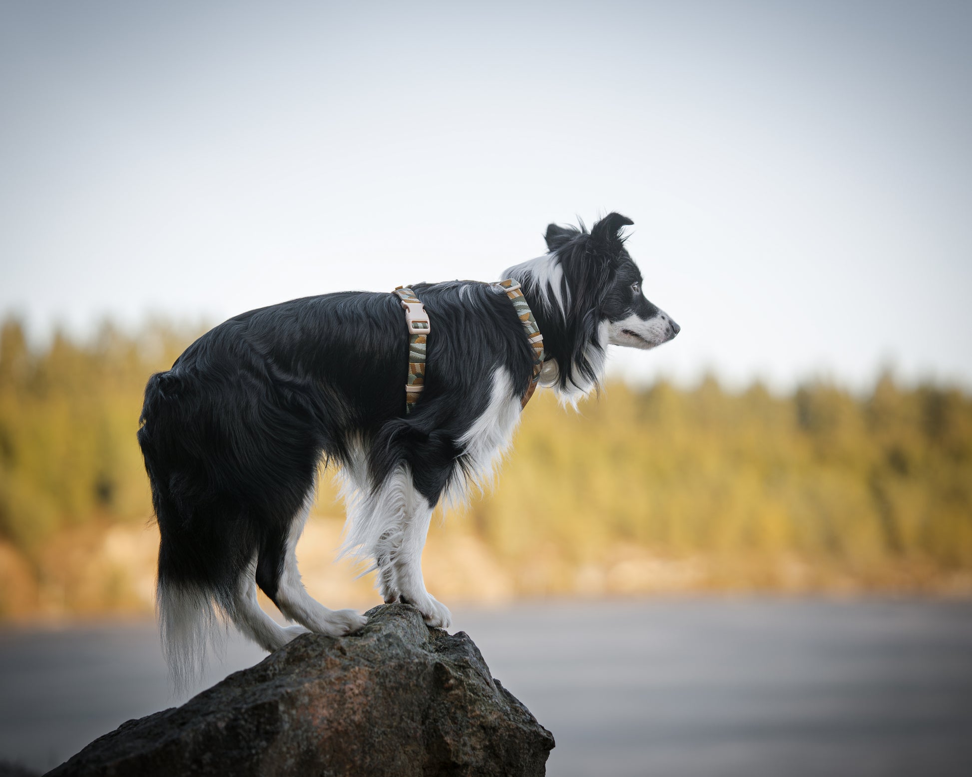 Hund står på sten med siden til, den har en cloudbeam hundesele fra Woolly Wolf på.