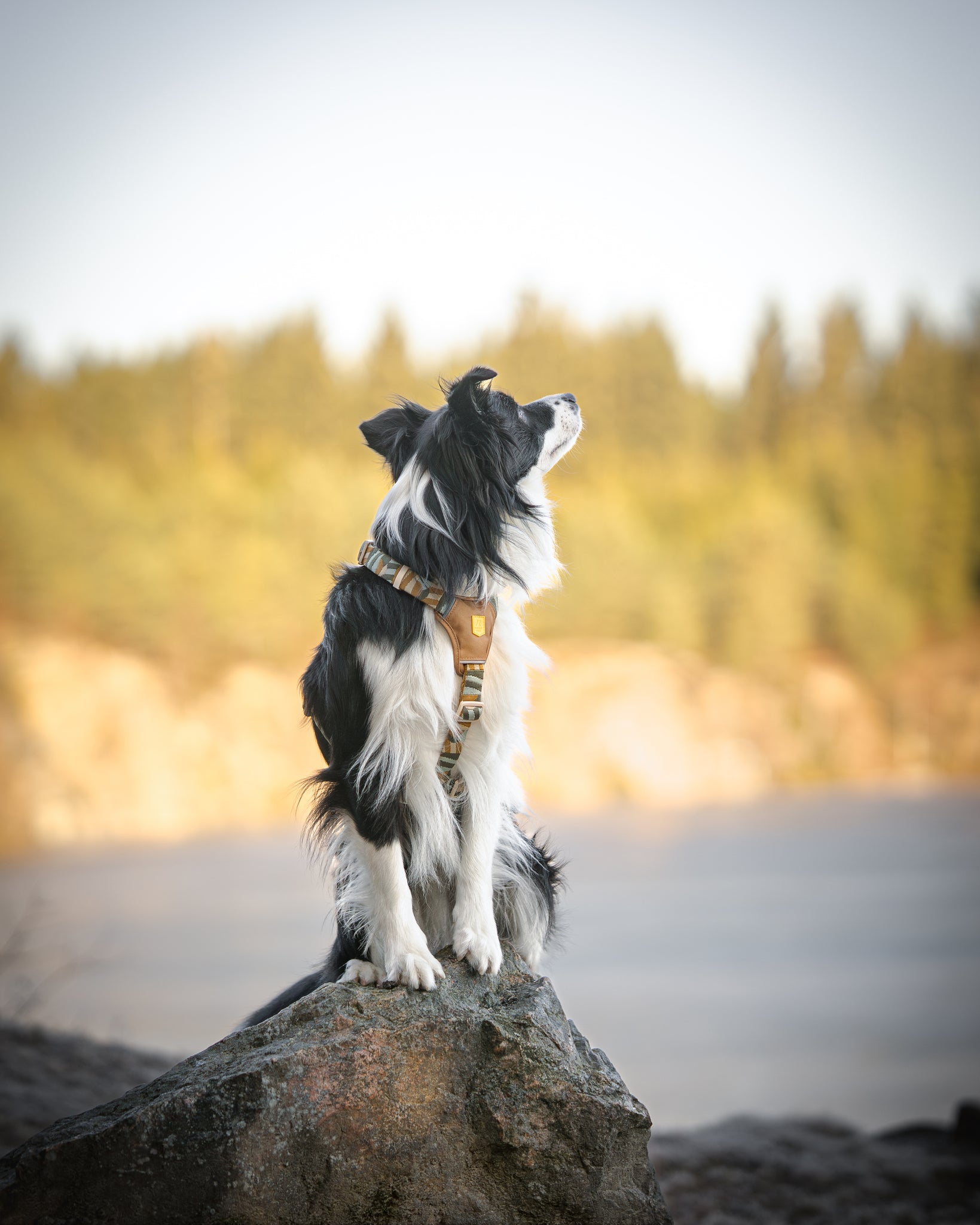 Hund sidder på sten ved vandet og har en Cloudbeam hundesele fra woolly wolf på