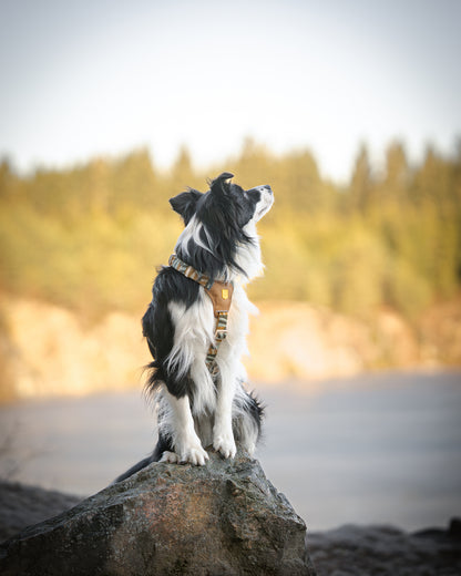 Hund sidder på sten ved vandet og har en Cloudbeam hundesele fra woolly wolf på