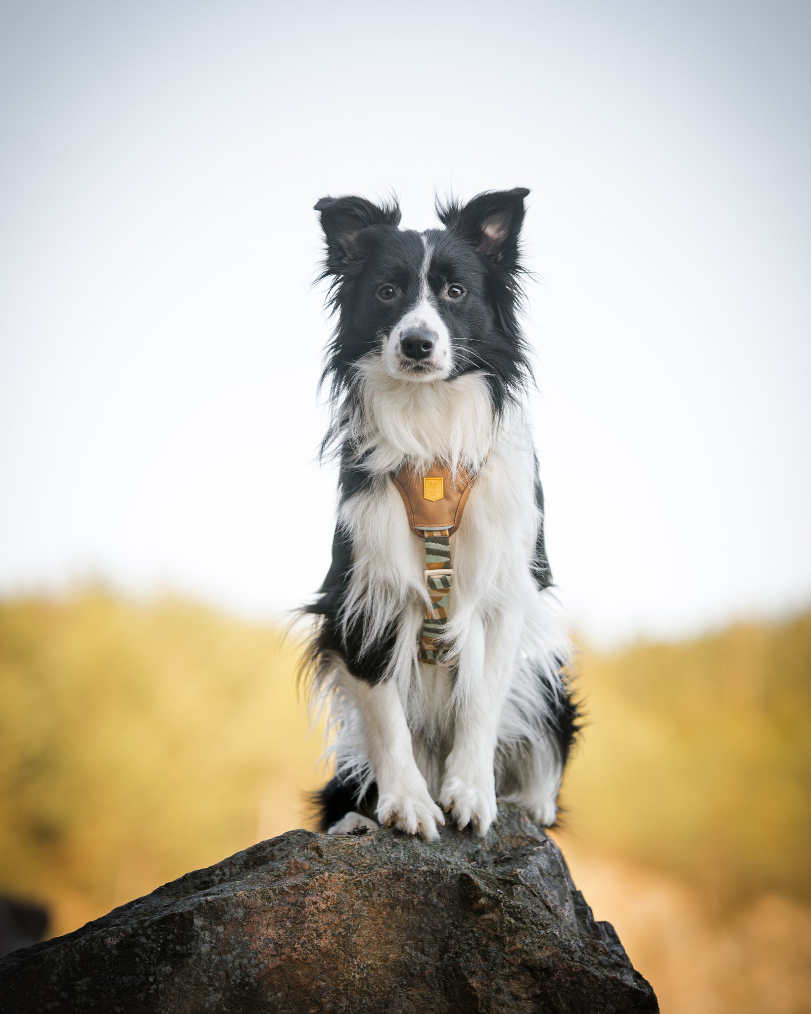 Hund sidder på sten, med front mod kammerat. Den har en Cloudbeam hundesele fra Woolly Wolf på. 