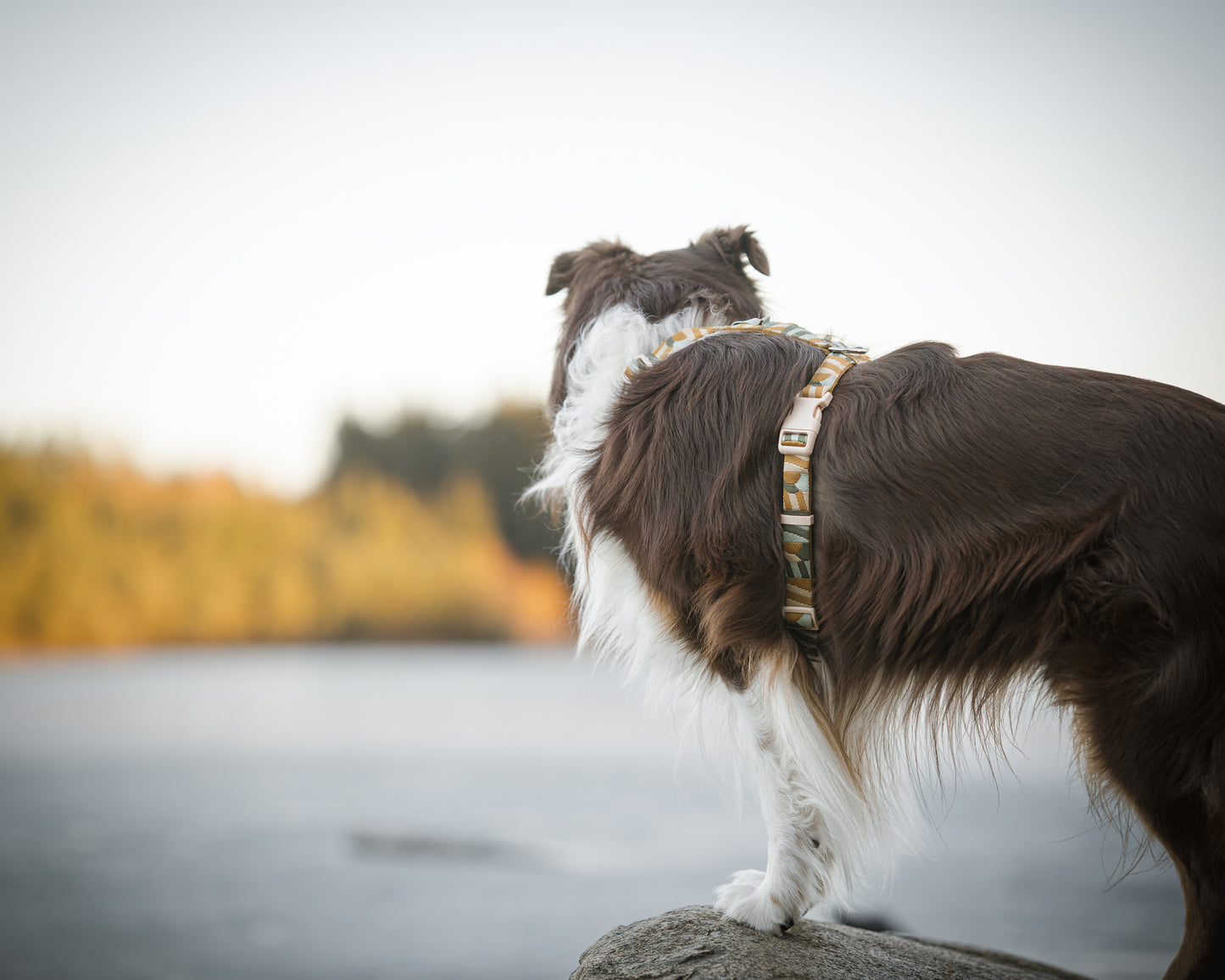 Hund har en cloudbeam sele på fra woolly wolf og står på en sten ved vandet.