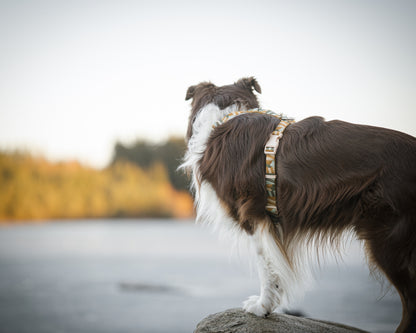 Hund har en cloudbeam sele på fra woolly wolf og står på en sten ved vandet.
