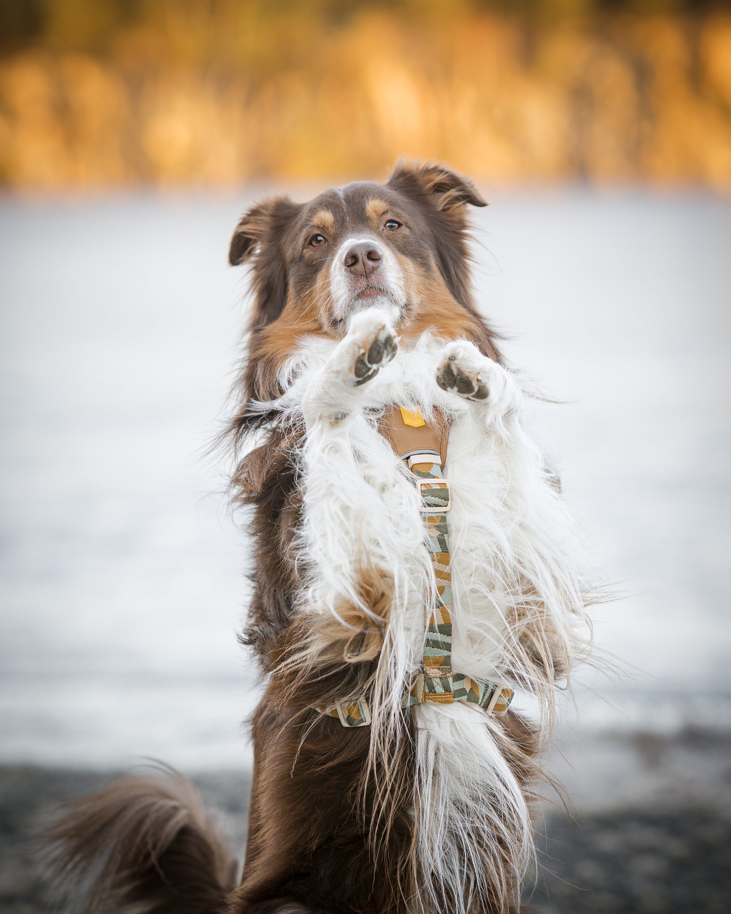 Hund har cloudbeam sele på fra Woolly Wolf og den sidder på numsen med forbenene løftet.