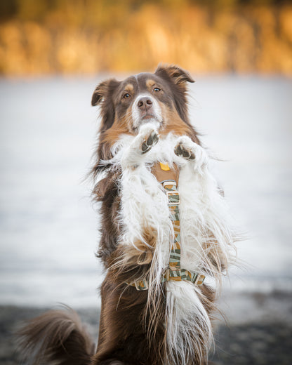 Hund har cloudbeam sele på fra Woolly Wolf og den sidder på numsen med forbenene løftet.