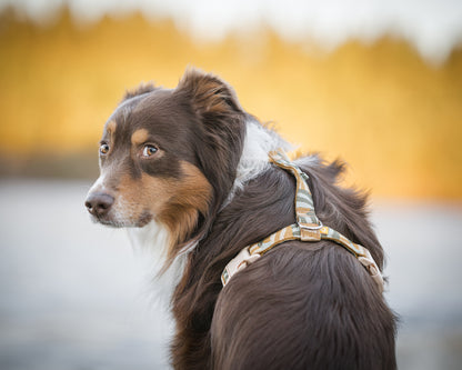 Hund har en cloudbeam sele på og sidder med ryggen til og kigger bagud.
