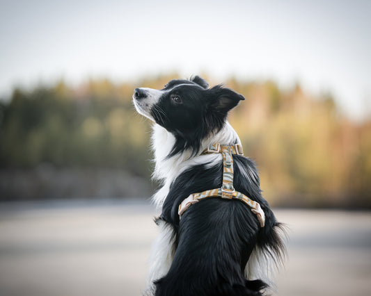 Hund med Cloudbeam hundesele i naturen