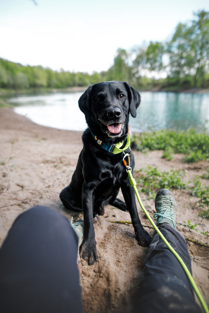 Hundesnor lime - flere størrelser