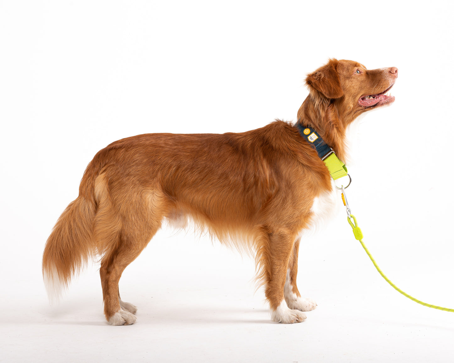 Hundesnor lime - flere størrelser