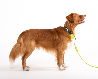 Hundesnor lime - flere størrelser