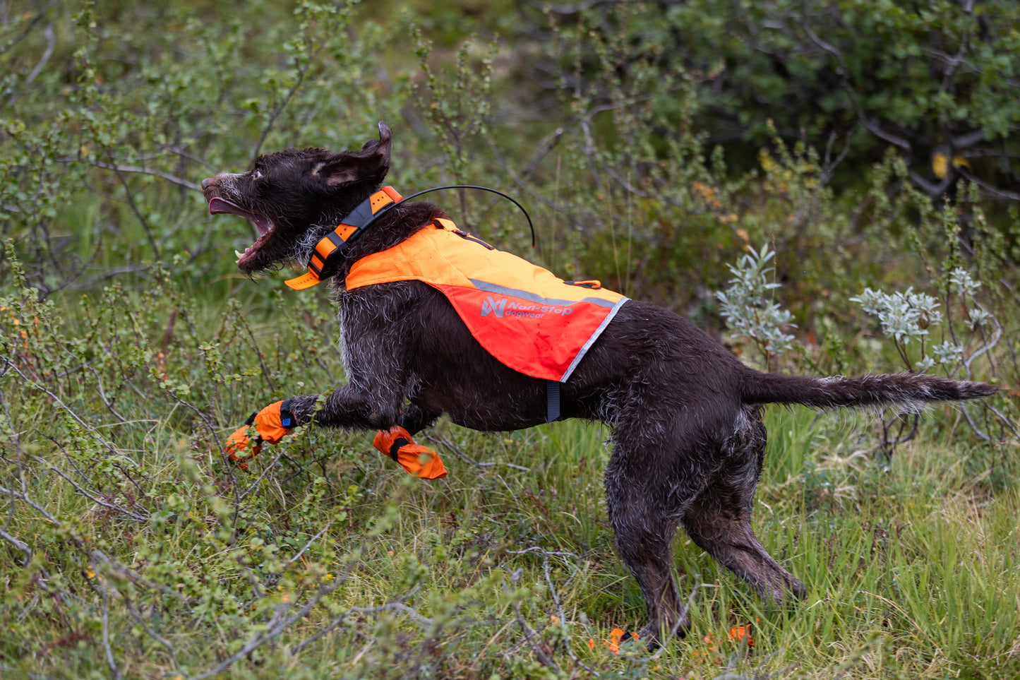 Protector cover 2.0 - synlighedsvest til hunde