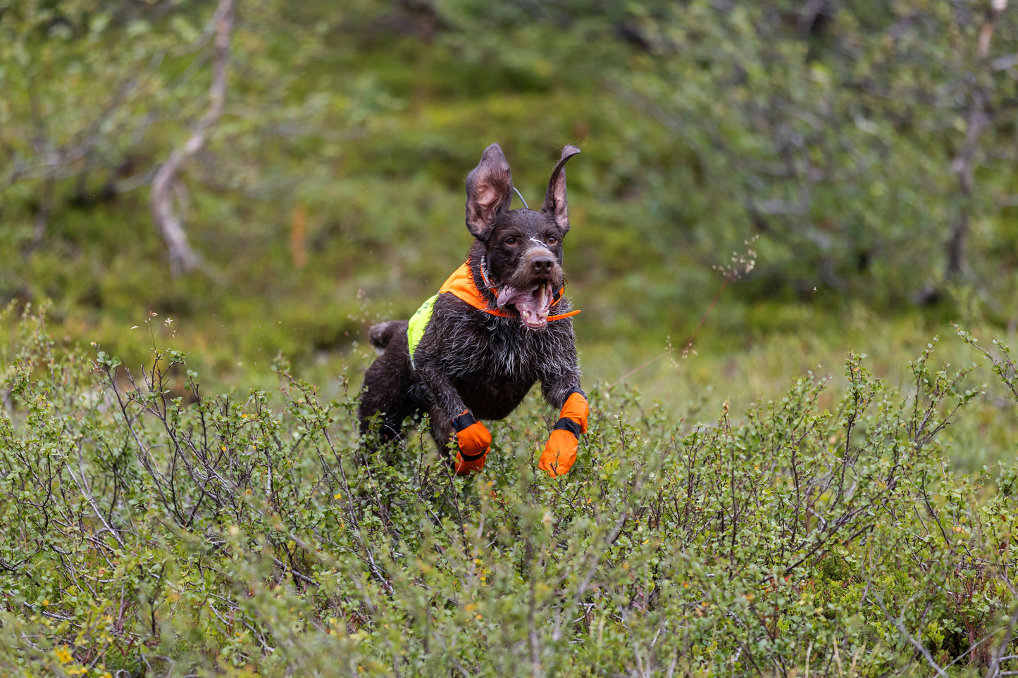 Protector cover 2.0 - synlighedsvest til hunde