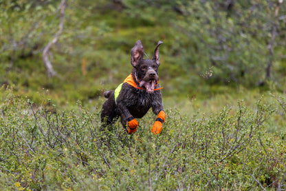Protector cover 2.0 - synlighedsvest til hunde