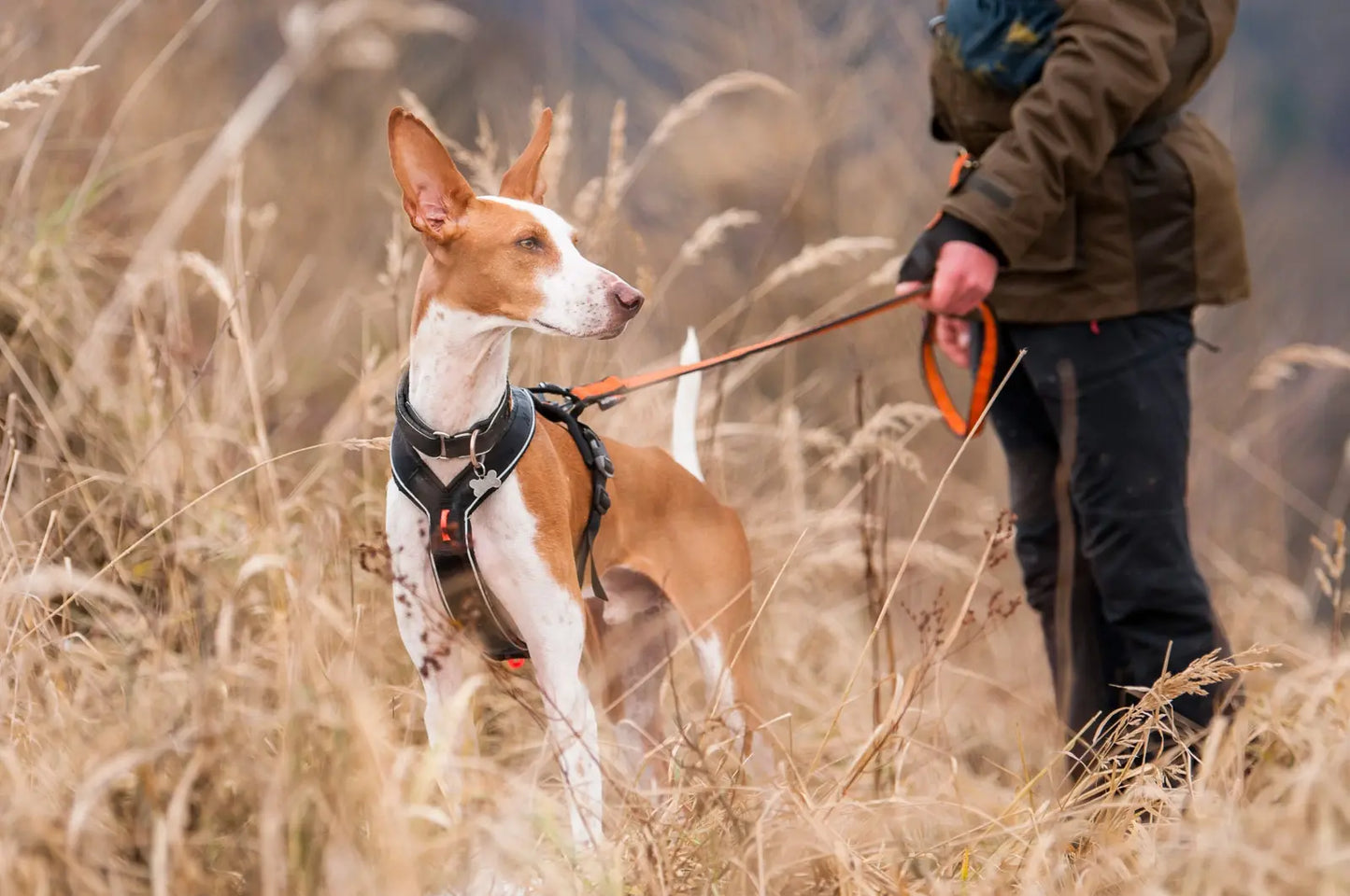 Sele med håndtag - Ergonomisk og alsidig hundesele