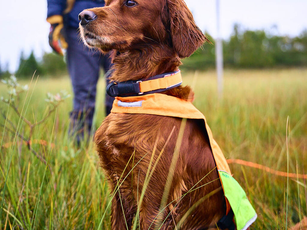 Protector collar – Non-stop Dogwear