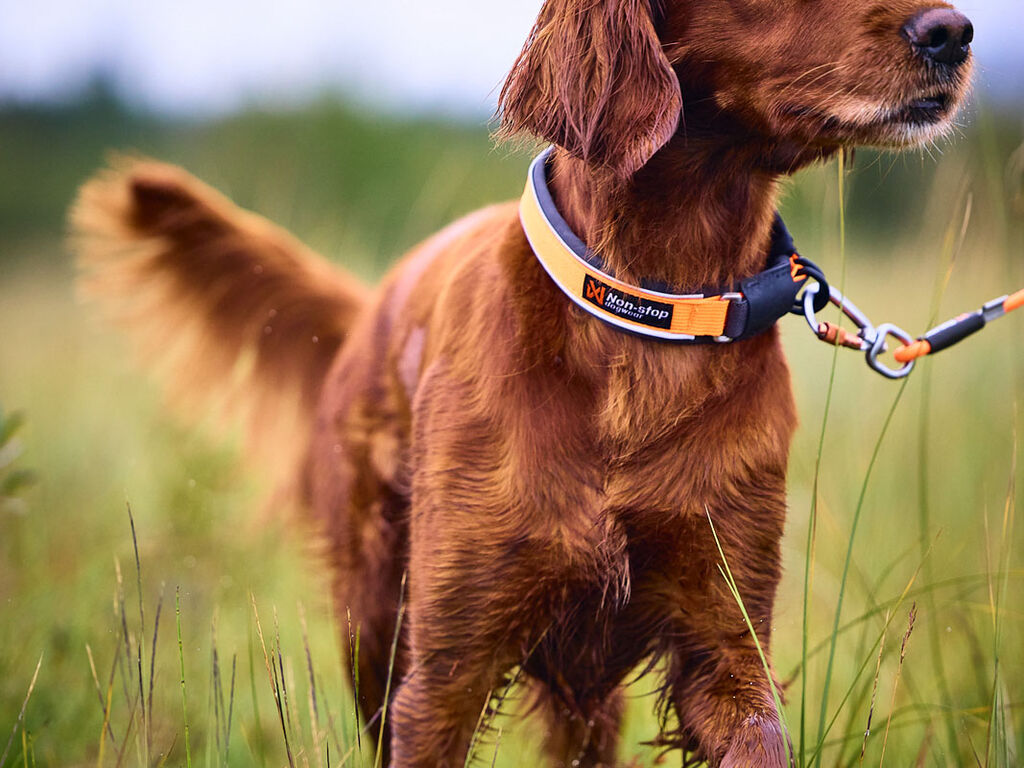 Protector collar – Non-stop Dogwear