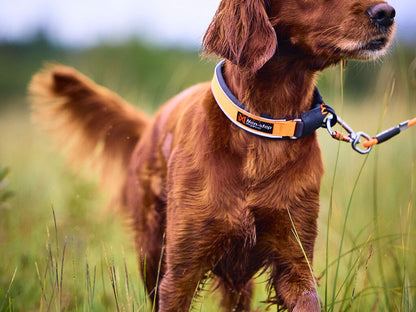 Protector collar – Non-stop Dogwear