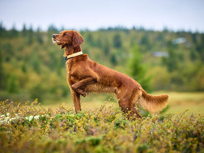 Protector collar – Non-stop Dogwear