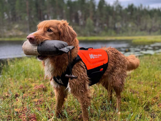 Protector neoprene vest -  Non-stop Dogwear