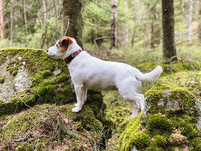 Polar Night Collar - Hundehalsbånd