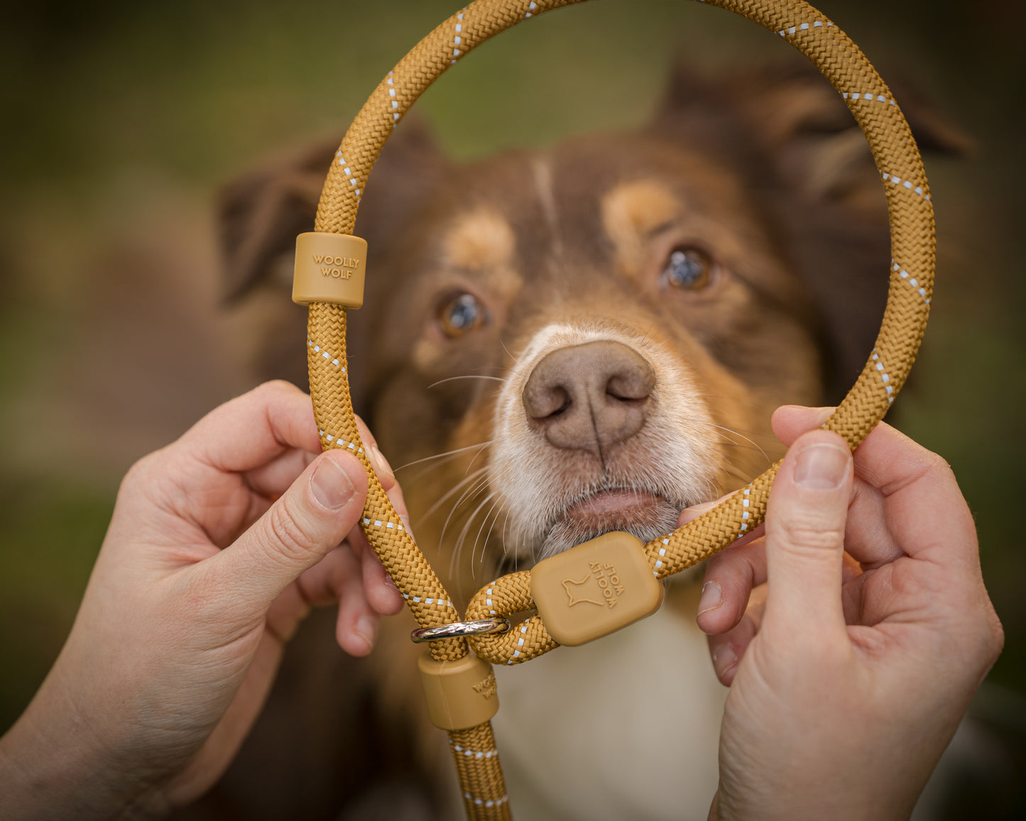 Hund kigger igennem en woodbrown retrieverline imens ejer holder den i hånden. 