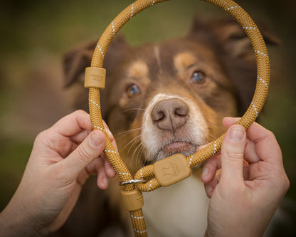 Hund kigger igennem en woodbrown retrieverline imens ejer holder den i hånden. 