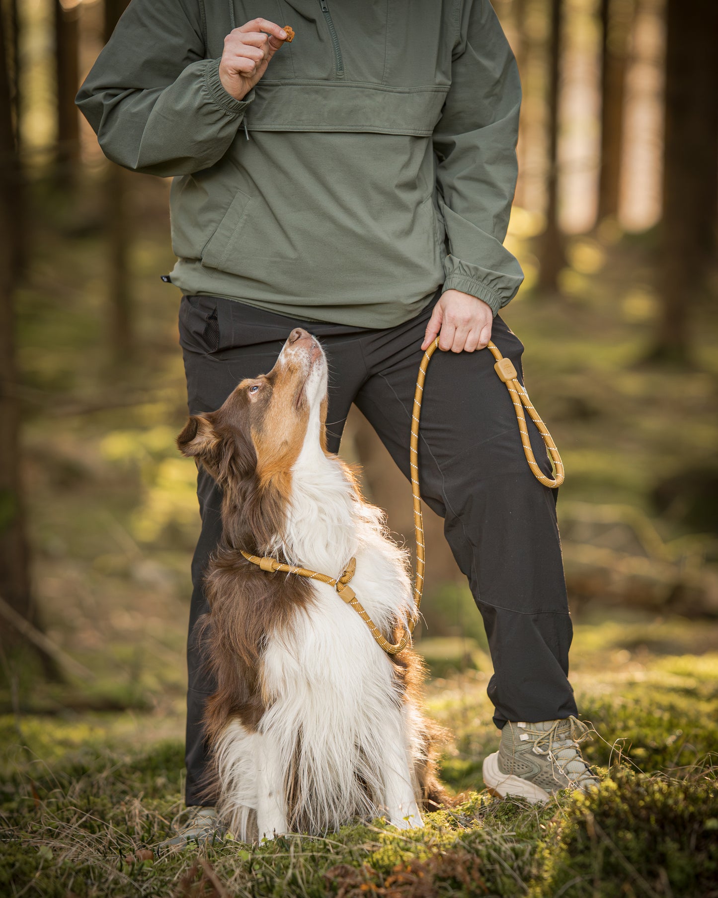 Hund har en woodbrown retreiverline på og kigger op på ejer, som holder en godbid i hånden.