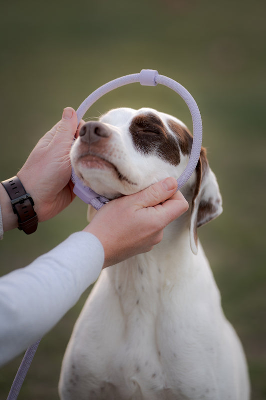 Retrieverline i lavender sættes hen over hovedet på hunden. 