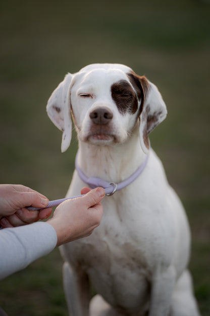 Ejer er ved at regulerer retriever line på hund.